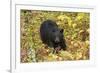 Black Bear in autumn foliage, Yellowstone National Park, Montana, Wyoming-Adam Jones-Framed Photographic Print