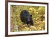 Black Bear in autumn foliage, Yellowstone National Park, Montana, Wyoming-Adam Jones-Framed Photographic Print