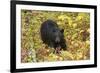 Black Bear in autumn foliage, Yellowstone National Park, Montana, Wyoming-Adam Jones-Framed Photographic Print