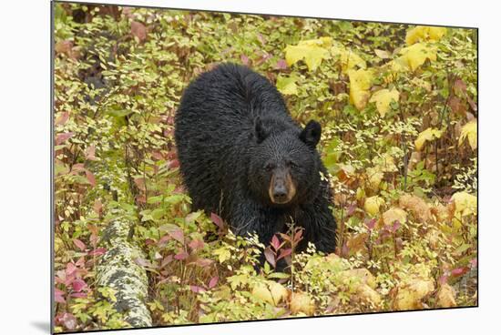 Black Bear in autumn foliage, Yellowstone National Park, Montana, Wyoming-Adam Jones-Mounted Photographic Print