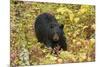 Black Bear in autumn foliage, Yellowstone National Park, Montana, Wyoming-Adam Jones-Mounted Photographic Print