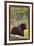 Black Bear in Forest - Grand Lake, Colorado-Lantern Press-Framed Art Print