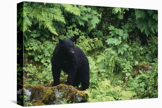 Black Bear in Forest-DLILLC-Stretched Canvas