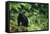 Black Bear in Forest-DLILLC-Framed Stretched Canvas