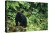 Black Bear in Forest-DLILLC-Stretched Canvas