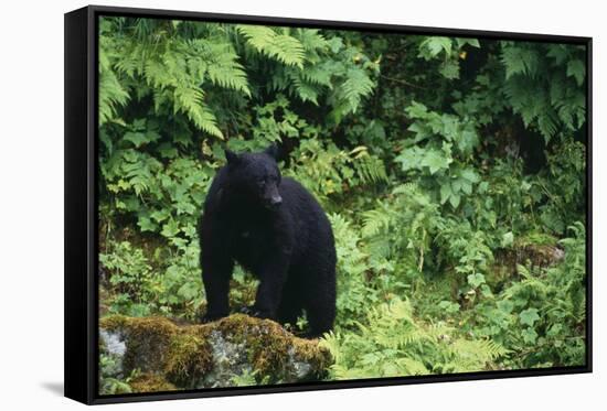Black Bear in Forest-DLILLC-Framed Stretched Canvas