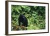 Black Bear in Forest-DLILLC-Framed Photographic Print
