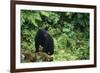 Black Bear in Forest-DLILLC-Framed Photographic Print