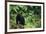 Black Bear in Forest-DLILLC-Framed Photographic Print