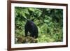 Black Bear in Forest-DLILLC-Framed Photographic Print