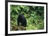 Black Bear in Forest-DLILLC-Framed Photographic Print