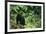 Black Bear in Forest-DLILLC-Framed Photographic Print