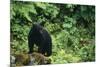 Black Bear in Forest-DLILLC-Mounted Photographic Print