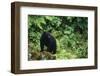 Black Bear in Forest-DLILLC-Framed Photographic Print