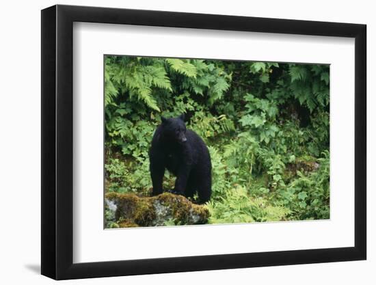 Black Bear in Forest-DLILLC-Framed Photographic Print