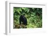 Black Bear in Forest-DLILLC-Framed Photographic Print