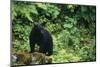 Black Bear in Forest-DLILLC-Mounted Photographic Print