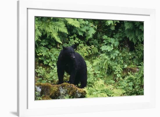 Black Bear in Forest-DLILLC-Framed Photographic Print