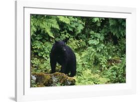 Black Bear in Forest-DLILLC-Framed Photographic Print