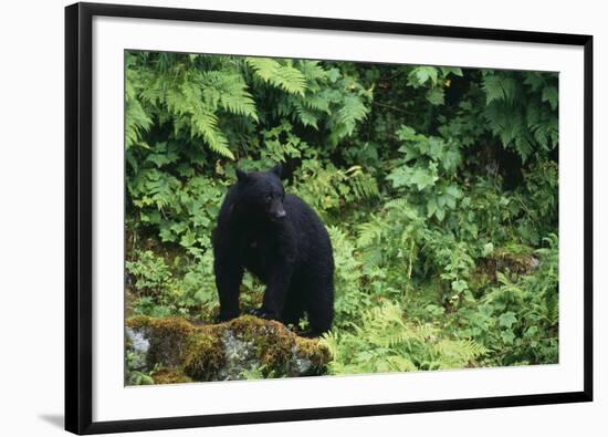 Black Bear in Forest-DLILLC-Framed Photographic Print