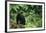 Black Bear in Forest-DLILLC-Framed Photographic Print