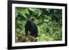 Black Bear in Forest-DLILLC-Framed Photographic Print