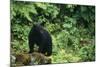 Black Bear in Forest-DLILLC-Mounted Photographic Print