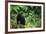 Black Bear in Forest-DLILLC-Framed Photographic Print