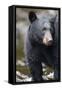 Black Bear in Rainforest in Alaska-Paul Souders-Framed Stretched Canvas