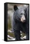 Black Bear in Rainforest in Alaska-Paul Souders-Framed Stretched Canvas