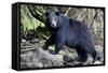 Black Bear in Rainforest in Alaska-null-Framed Stretched Canvas