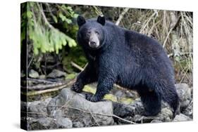 Black Bear in Rainforest in Alaska-null-Stretched Canvas