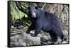 Black Bear in Rainforest in Alaska-null-Framed Stretched Canvas
