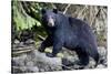Black Bear in Rainforest in Alaska-null-Stretched Canvas