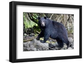 Black Bear in Rainforest in Alaska-null-Framed Photographic Print