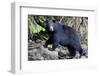 Black Bear in Rainforest in Alaska-null-Framed Photographic Print