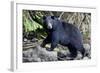 Black Bear in Rainforest in Alaska-null-Framed Photographic Print