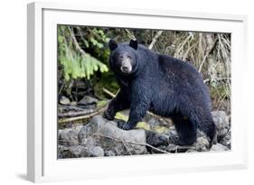 Black Bear in Rainforest in Alaska-null-Framed Photographic Print