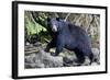 Black Bear in Rainforest in Alaska-null-Framed Photographic Print