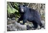 Black Bear in Rainforest in Alaska-null-Framed Photographic Print