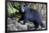 Black Bear in Rainforest in Alaska-null-Framed Photographic Print