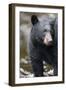 Black Bear in Rainforest in Alaska-Paul Souders-Framed Photographic Print