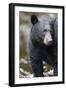 Black Bear in Rainforest in Alaska-Paul Souders-Framed Photographic Print