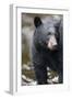 Black Bear in Rainforest in Alaska-Paul Souders-Framed Photographic Print