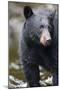 Black Bear in Rainforest in Alaska-Paul Souders-Mounted Photographic Print