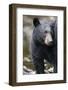 Black Bear in Rainforest in Alaska-Paul Souders-Framed Photographic Print