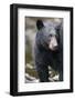 Black Bear in Rainforest in Alaska-Paul Souders-Framed Photographic Print