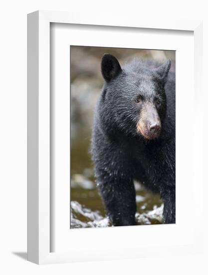 Black Bear in Rainforest in Alaska-Paul Souders-Framed Photographic Print