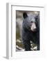 Black Bear in Rainforest in Alaska-Paul Souders-Framed Photographic Print