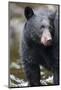 Black Bear in Rainforest in Alaska-Paul Souders-Mounted Photographic Print